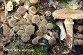 Armillaria ostoyae-amf257-1